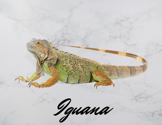 Iguana