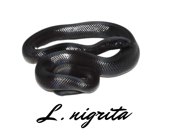 Risultati di ricerca Risultati web Lampropeltis getula negritus