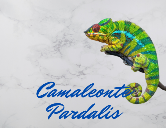  Camaleonte pardalis