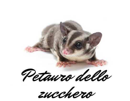 Petauro dello zucchero