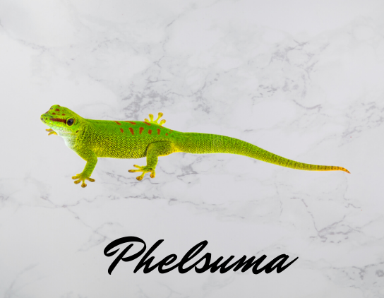 Phelsuma