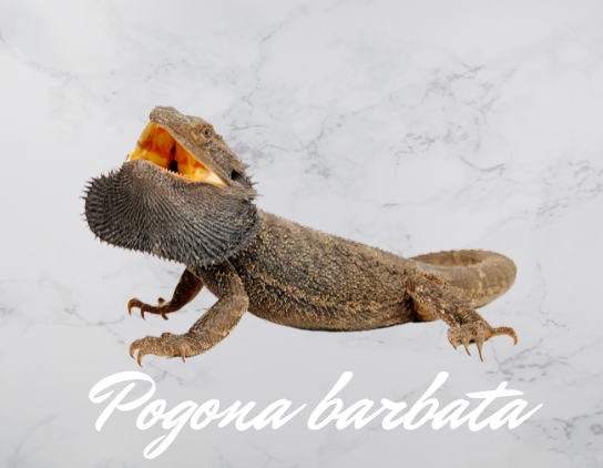 Pogona barbata