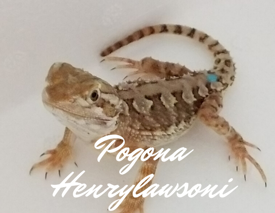 Pogona henrylawsoni