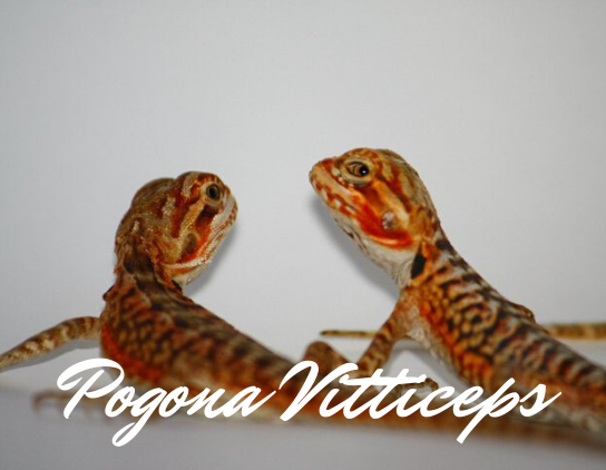 Pogona vitticeps
