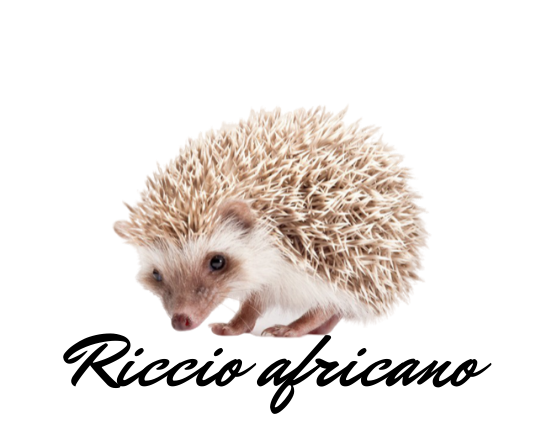 Riccio Africano