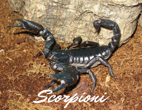 Schede allevamento Scorpioni