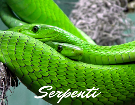 Serpenti