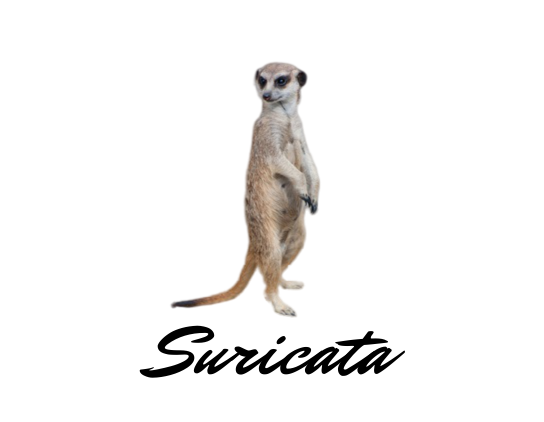 Suricata