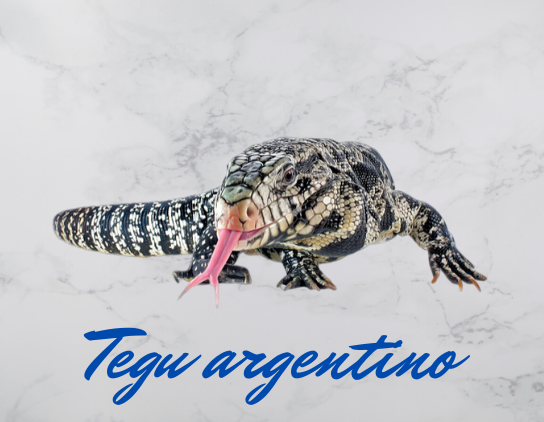 Tegu argentino