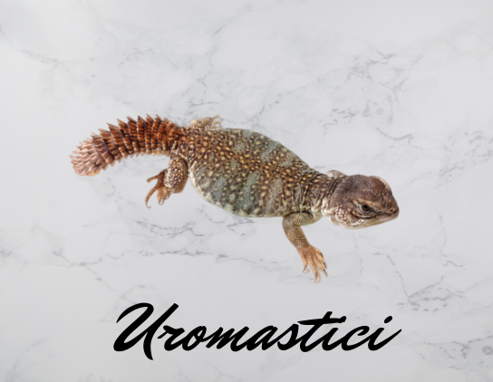 Uromastici