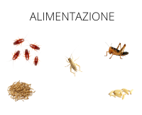 ALIMENTAZIONE CAMALEONTE