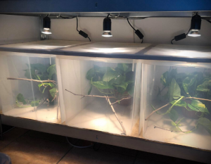 vasche per baby pardalis