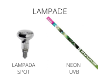 LAMPADE PER CAMALEONTE