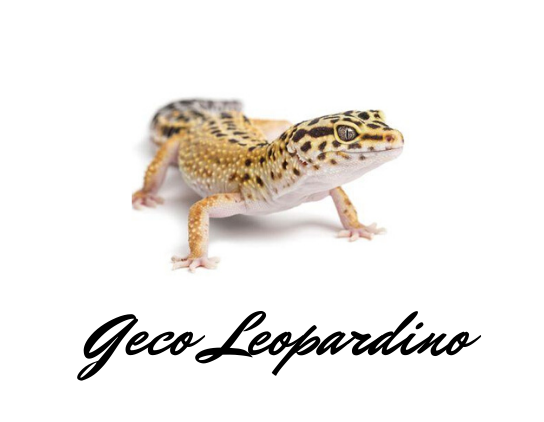 Allevamento gechi leopardini