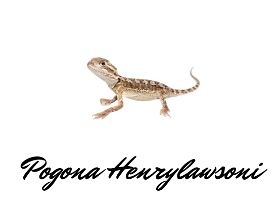 allevamento pogona henrylawsoni