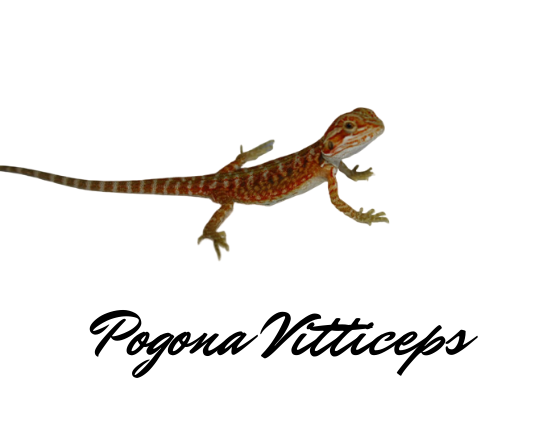 Allevamento pogona vitticeps