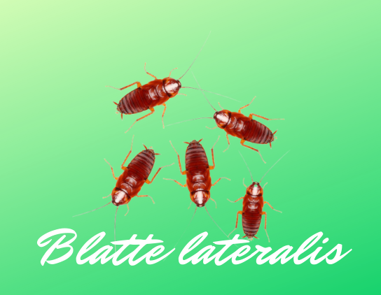 blatte lateralis