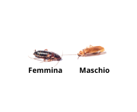 maschio e femmina di lateralis