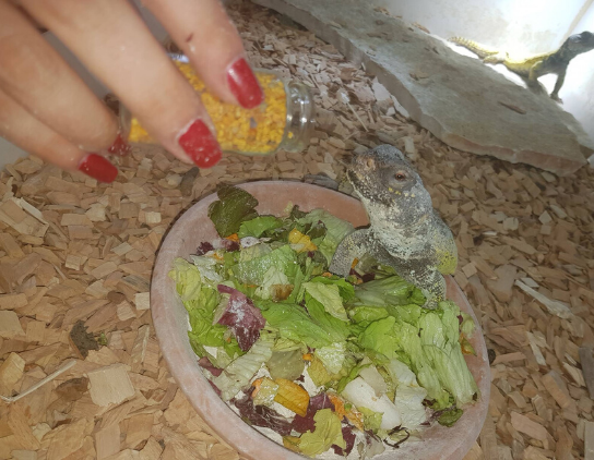 polline per uromastice