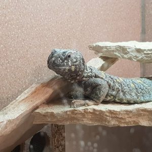 Uromastici