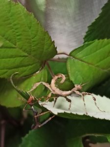 extatosoma tiaratum 2 muta