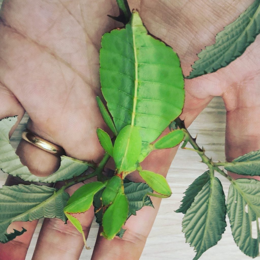 PHYLLIUM PHILIPPINICUM