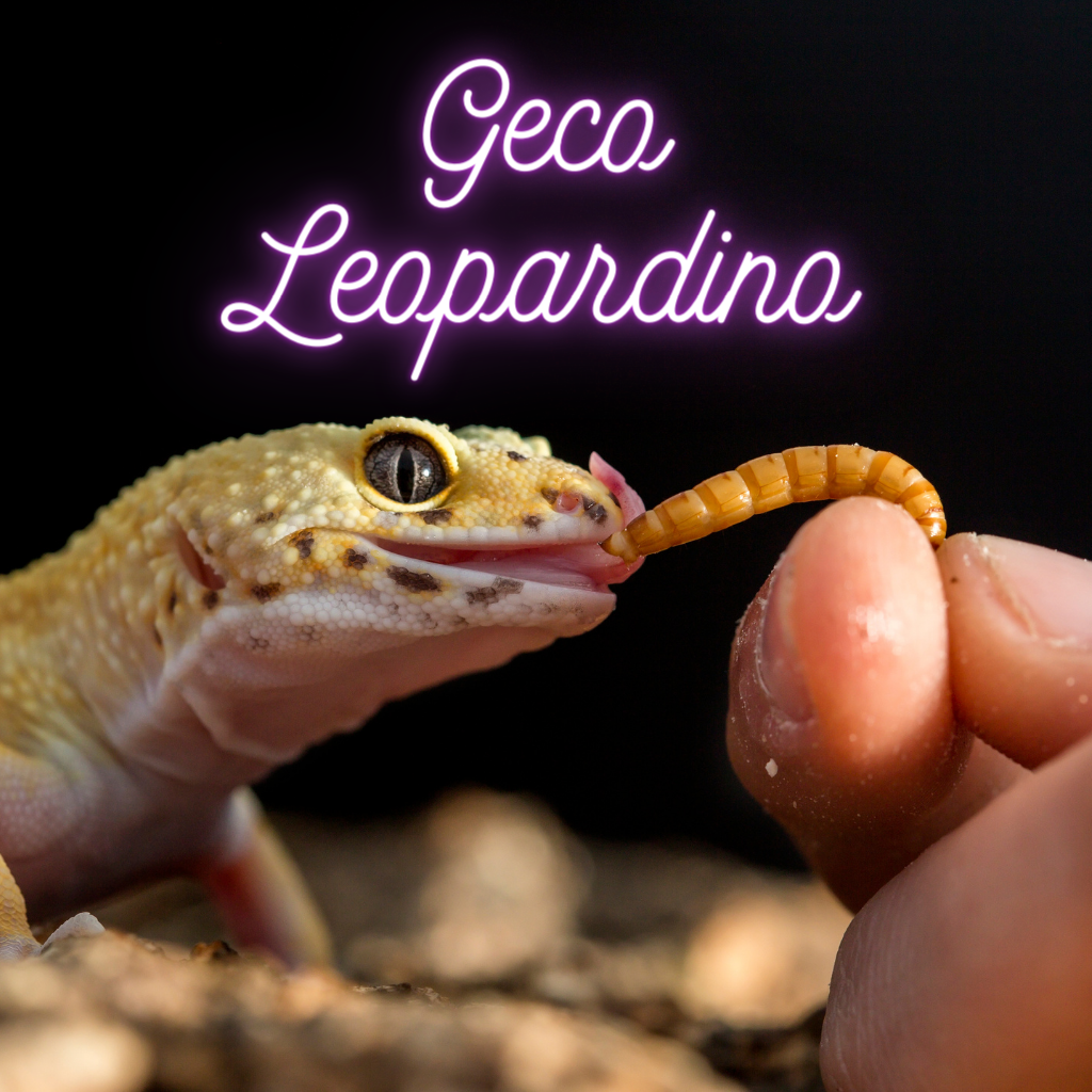 geco leopardino che mangia tarme