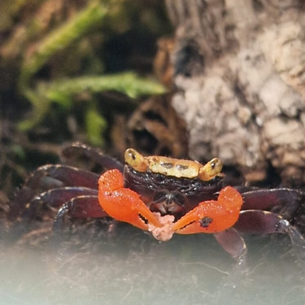 geosesarma che mangia
