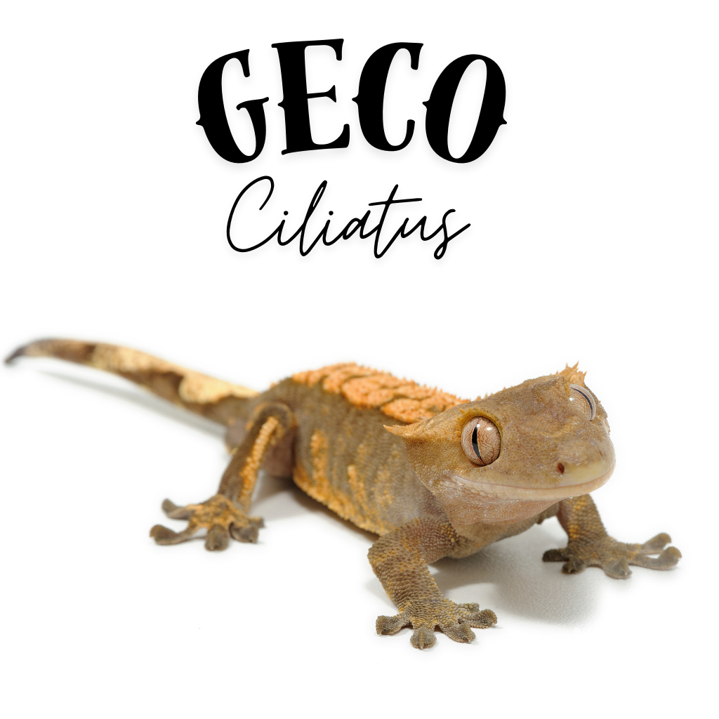 Geco ciliatus