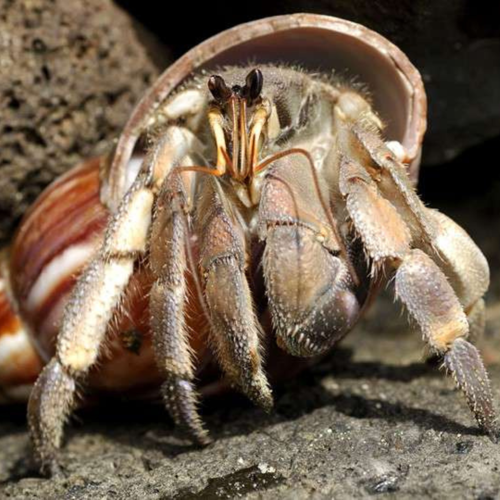 coenobita rugosus(1)