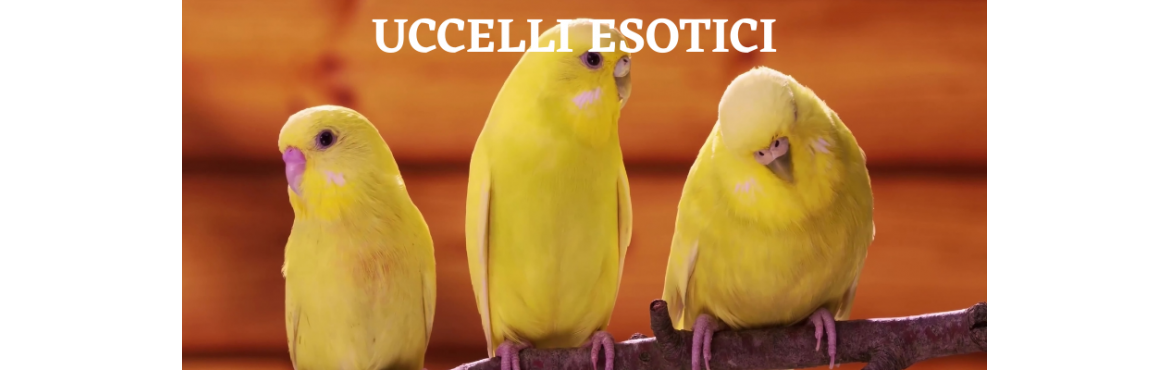 Alimenti per uccelli esotici - Nutrizione completa | Reptyfood