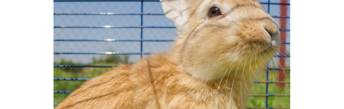 Gabbie e Recinti per Roditori | Sicurezza e Comfort per i Tuoi Animali