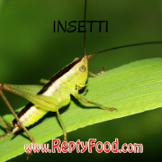 Vendita insetti da pasto per suricati