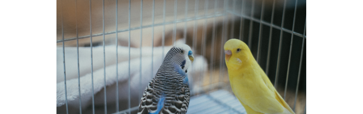 Gabbie e Voliere per Uccelli - Comfort e Sicurezza | Reptyfood