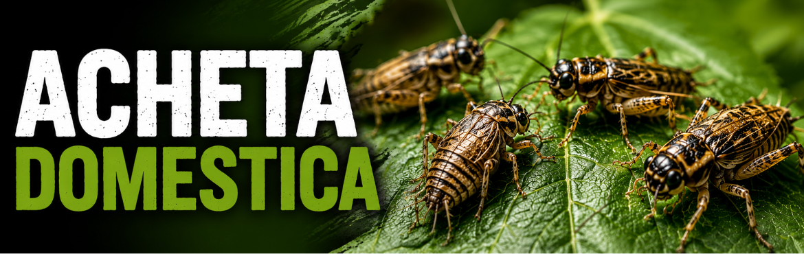 ACHETA DOMESTICA