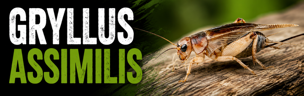 GRYLLUS ASSIMILIS