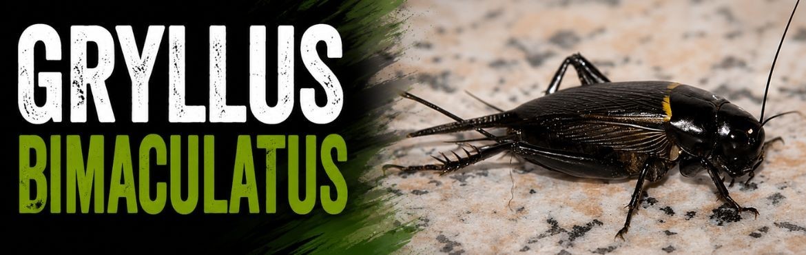 GRYLLUS BIMACULATUS