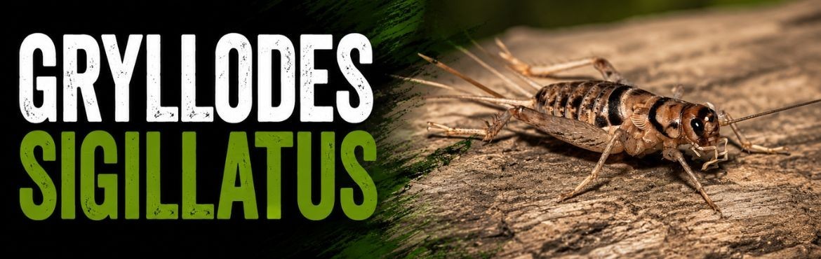 GRYLLODES SIGILLATUS