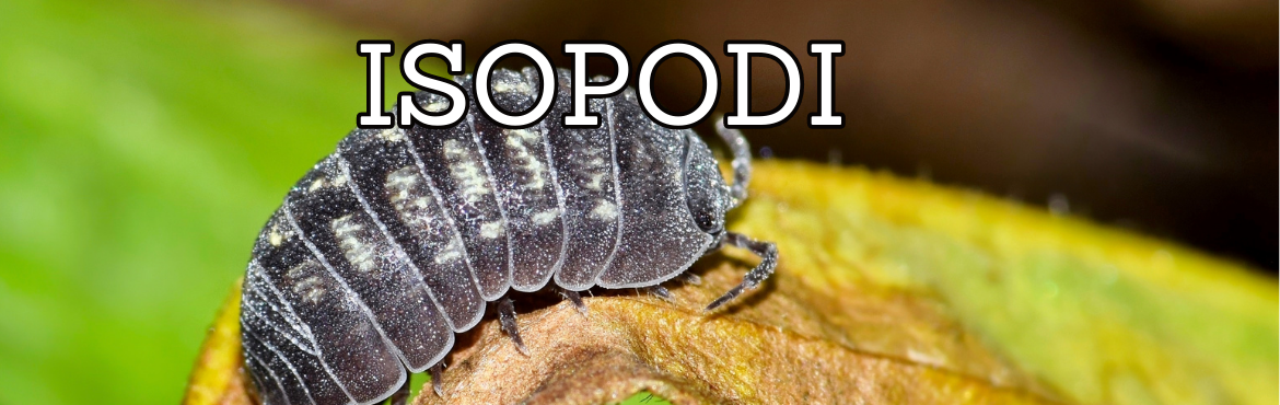 Isopodi Esotici da Compagnia - Terrari e Vivari | REPTYFOOD