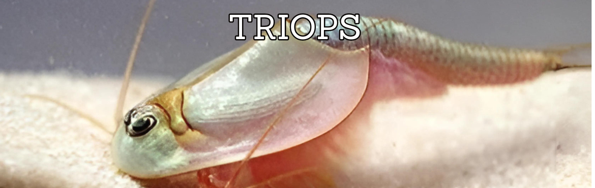 TRIOPS: Crostaceo Preistorico per Acquari | ReptyFood