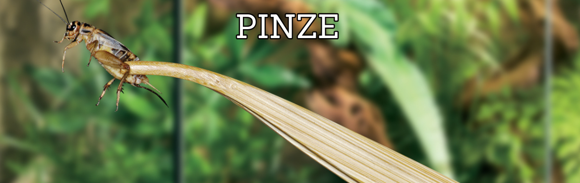 Pinze per rettili di qualità | Strumenti per la gestione sicura