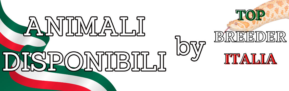 Animali Esotici | Gechi, Serpenti e Rettili di Qualità – ReptyFood