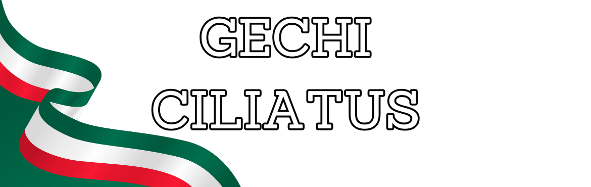 Correlophus Ciliatus | Geco Ciliato (Crested Gecko) – Top Breeder Ital