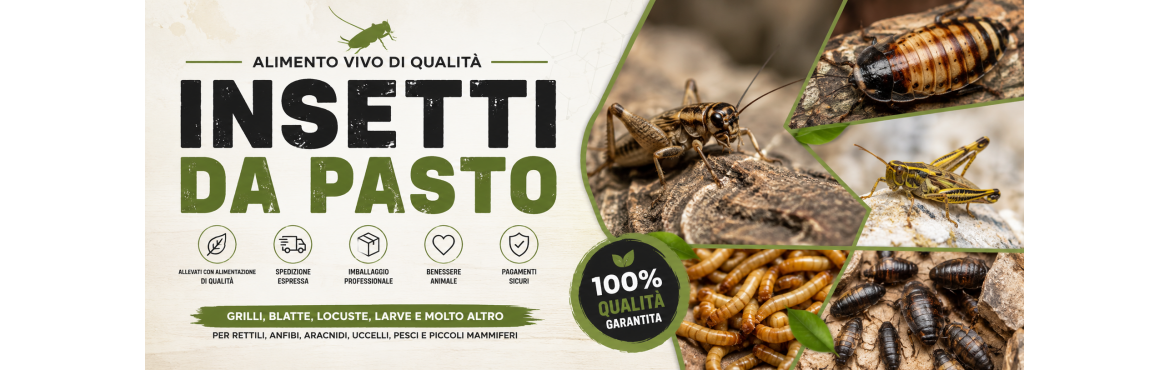 Insetti da Pasto Vivi | Grilli, Blatte, Locuste e Larve | ReptyFood