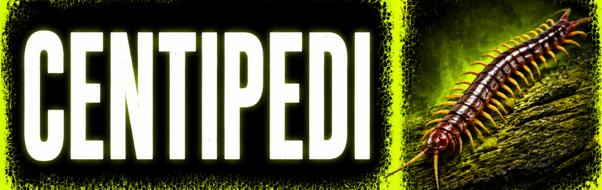 Centipedi Esotici in Vendita | Scolopendre e Chilopodi | ReptyFood