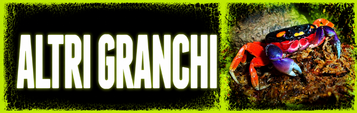Altri Granchi Esotici | Granchi Terrestri Ornamentali | ReptyFood