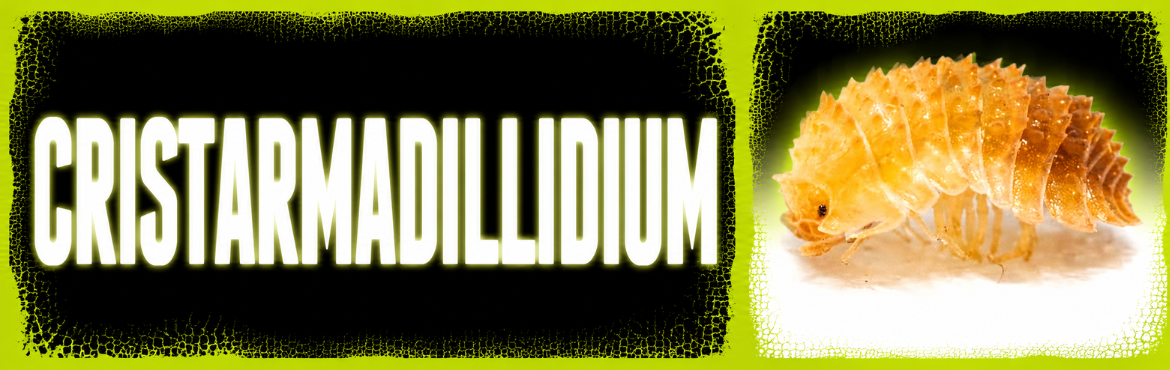 Cristarmadillidium | Isopodi Ornamentali in Vendita | ReptyFood
