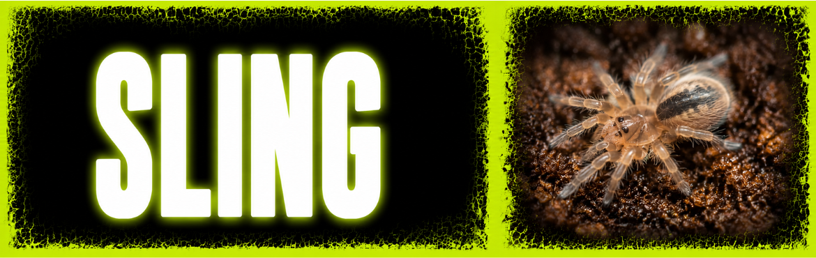 SLING