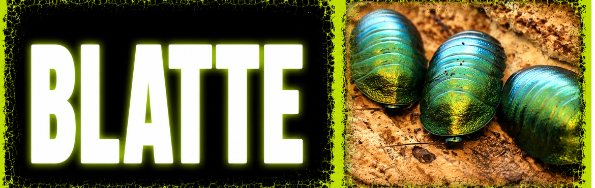 Blatte Ornamentali | Blatte Esotiche e Tropicali | ReptyFood