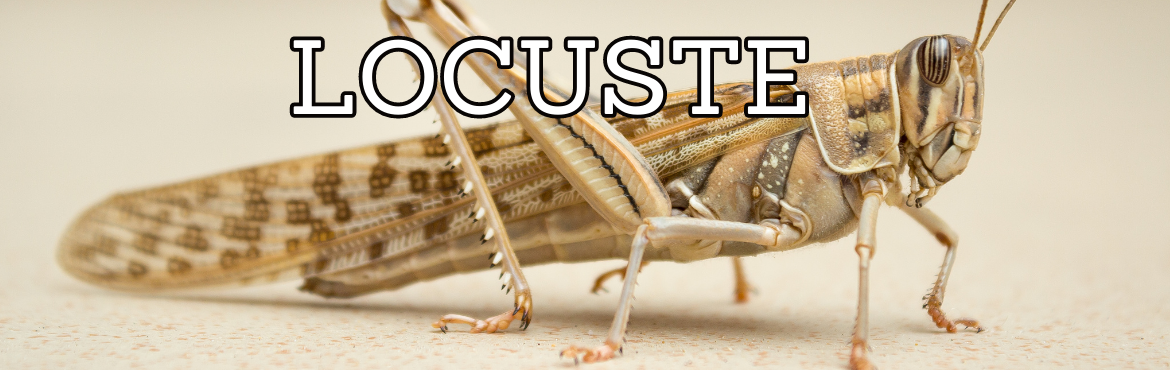 Vendita di locuste per rettili - terrari e accessori | Reptyfood